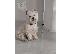 PoulaTo: Αρσενικό Westie terrier